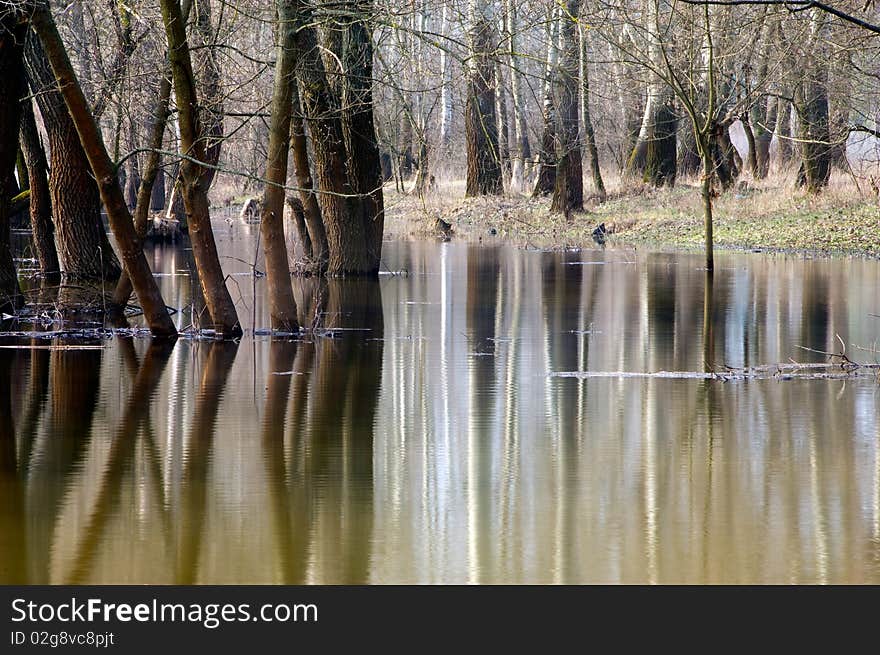 Trees standing in water