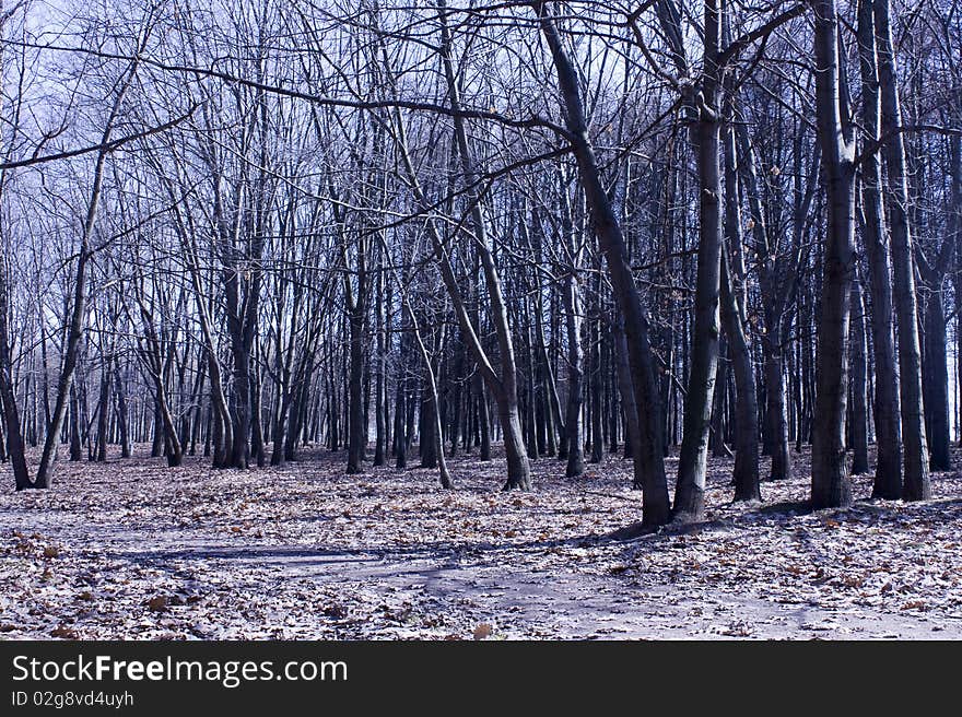 Photo of autumn park, the earth is laid by leaves