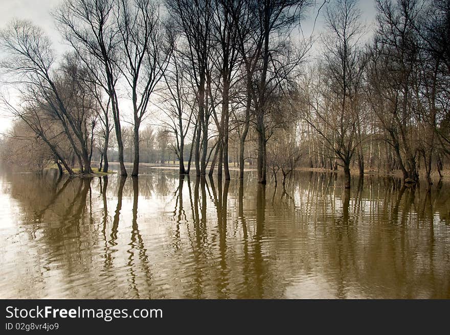 Trees standing in water