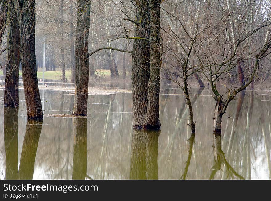 Trees Standing In Water