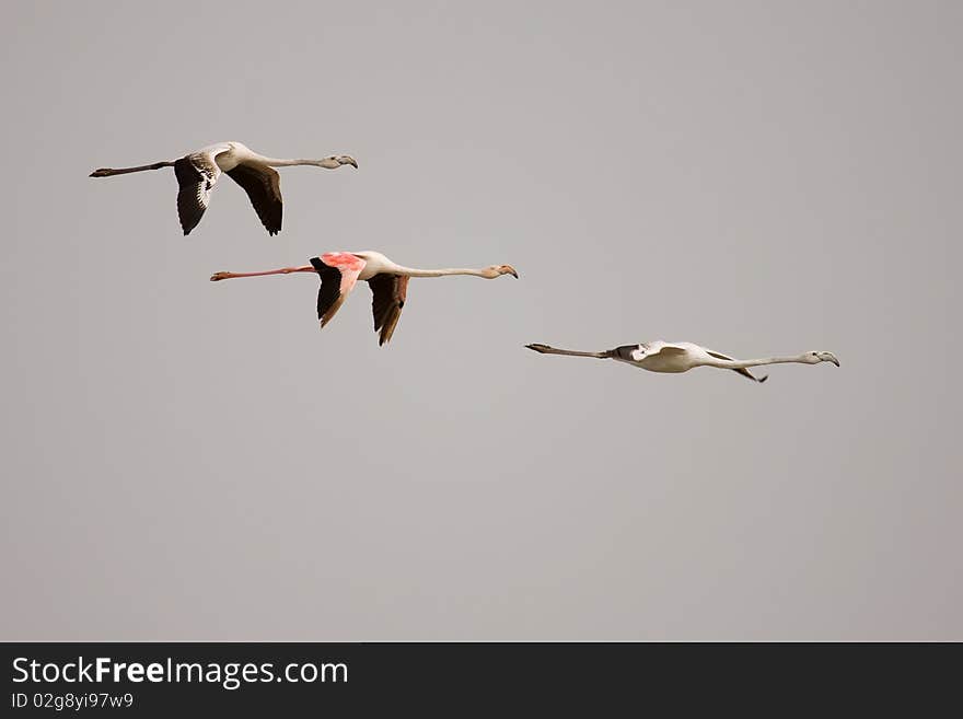 Three flamingos flying over the Evros Estuary in Greece