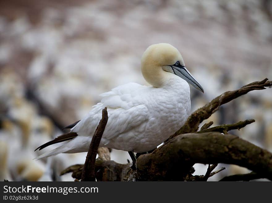 Island in Gaspésie–Îles-de-la-Madeleine region, eastern Quebec province, sanctuary for thousands of nesting gannets. Island in Gaspésie–Îles-de-la-Madeleine region, eastern Quebec province, sanctuary for thousands of nesting gannets