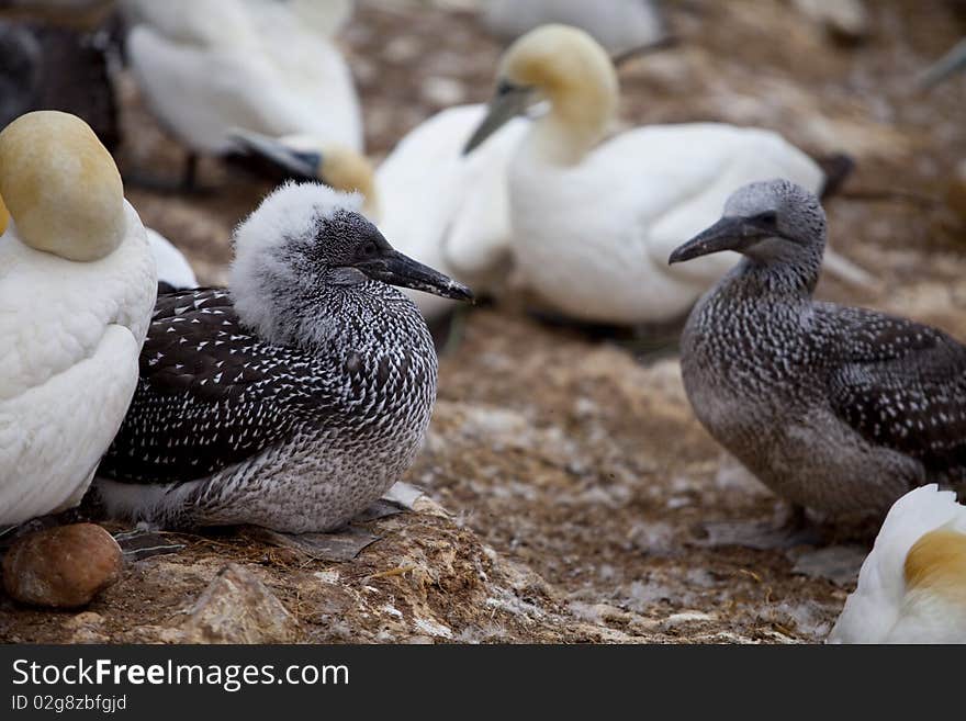 The Juvenile Gannets