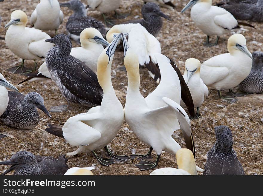 Island in Gaspésie–Îles-de-la-Madeleine region, eastern Quebec province, sanctuary for thousands of nesting gannets. Island in Gaspésie–Îles-de-la-Madeleine region, eastern Quebec province, sanctuary for thousands of nesting gannets