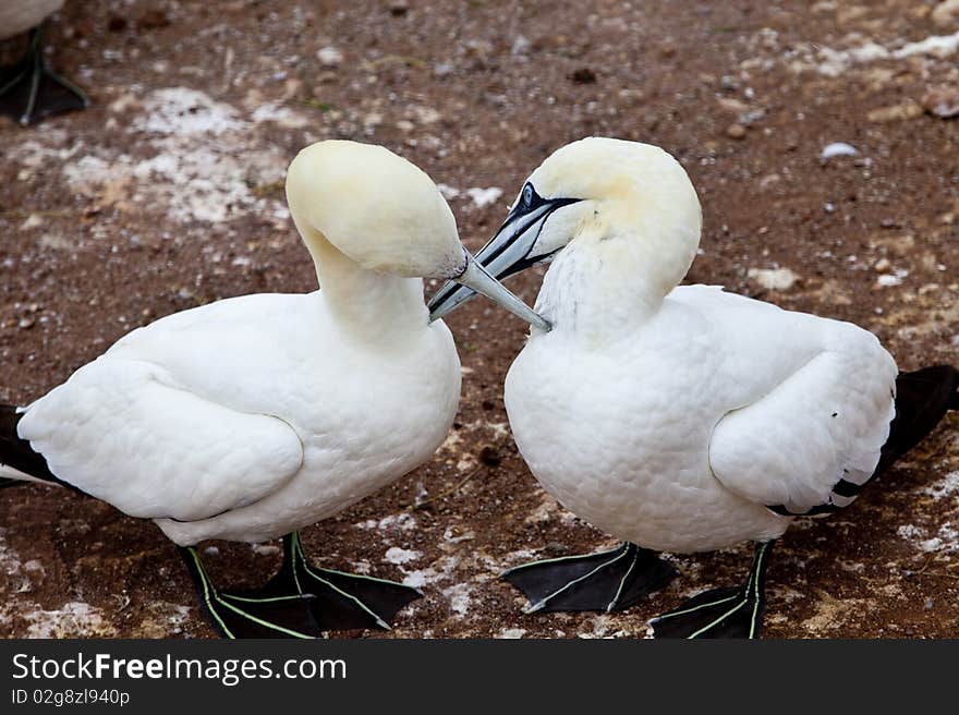 Island in Gaspésie–Îles-de-la-Madeleine region, eastern Quebec province, sanctuary for thousands of nesting gannets. Island in Gaspésie–Îles-de-la-Madeleine region, eastern Quebec province, sanctuary for thousands of nesting gannets