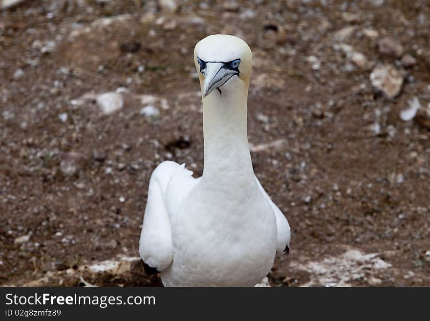 Island in Gaspésie–Îles-de-la-Madeleine region, eastern Quebec province, sanctuary for thousands of nesting gannets. Island in Gaspésie–Îles-de-la-Madeleine region, eastern Quebec province, sanctuary for thousands of nesting gannets