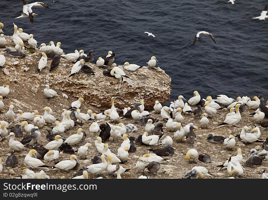 Island in Gaspésie–Îles-de-la-Madeleine region, eastern Quebec province, sanctuary for thousands of nesting gannets. Island in Gaspésie–Îles-de-la-Madeleine region, eastern Quebec province, sanctuary for thousands of nesting gannets