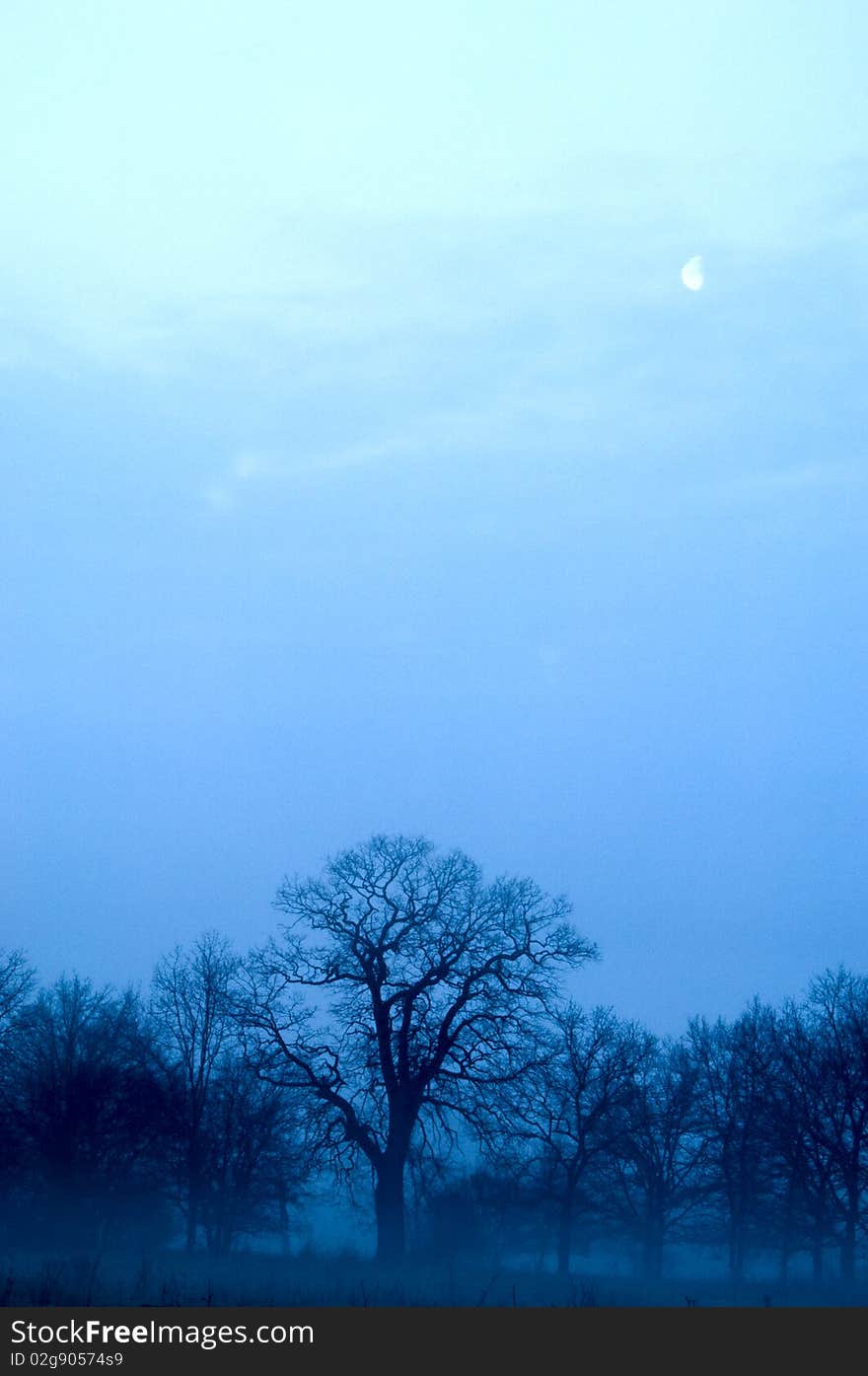 Mysterious forest with view of moon