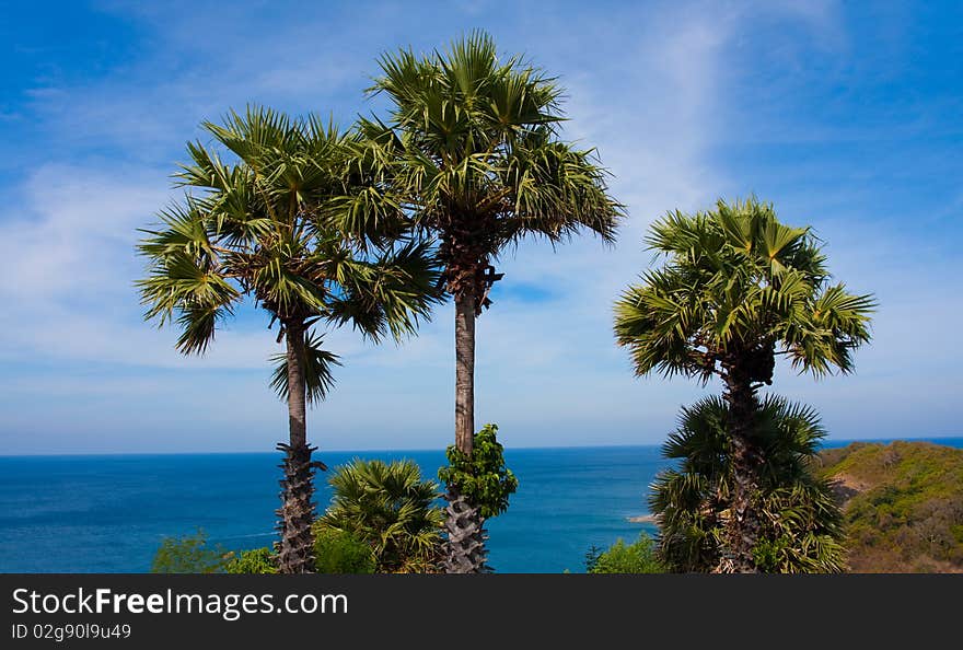 Three palms on the beach