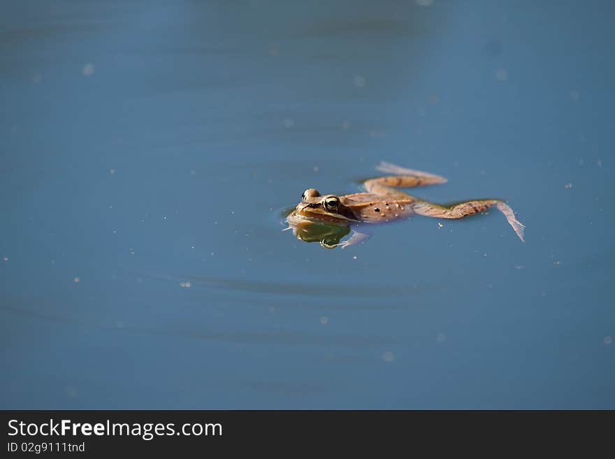 A Frog floating on water