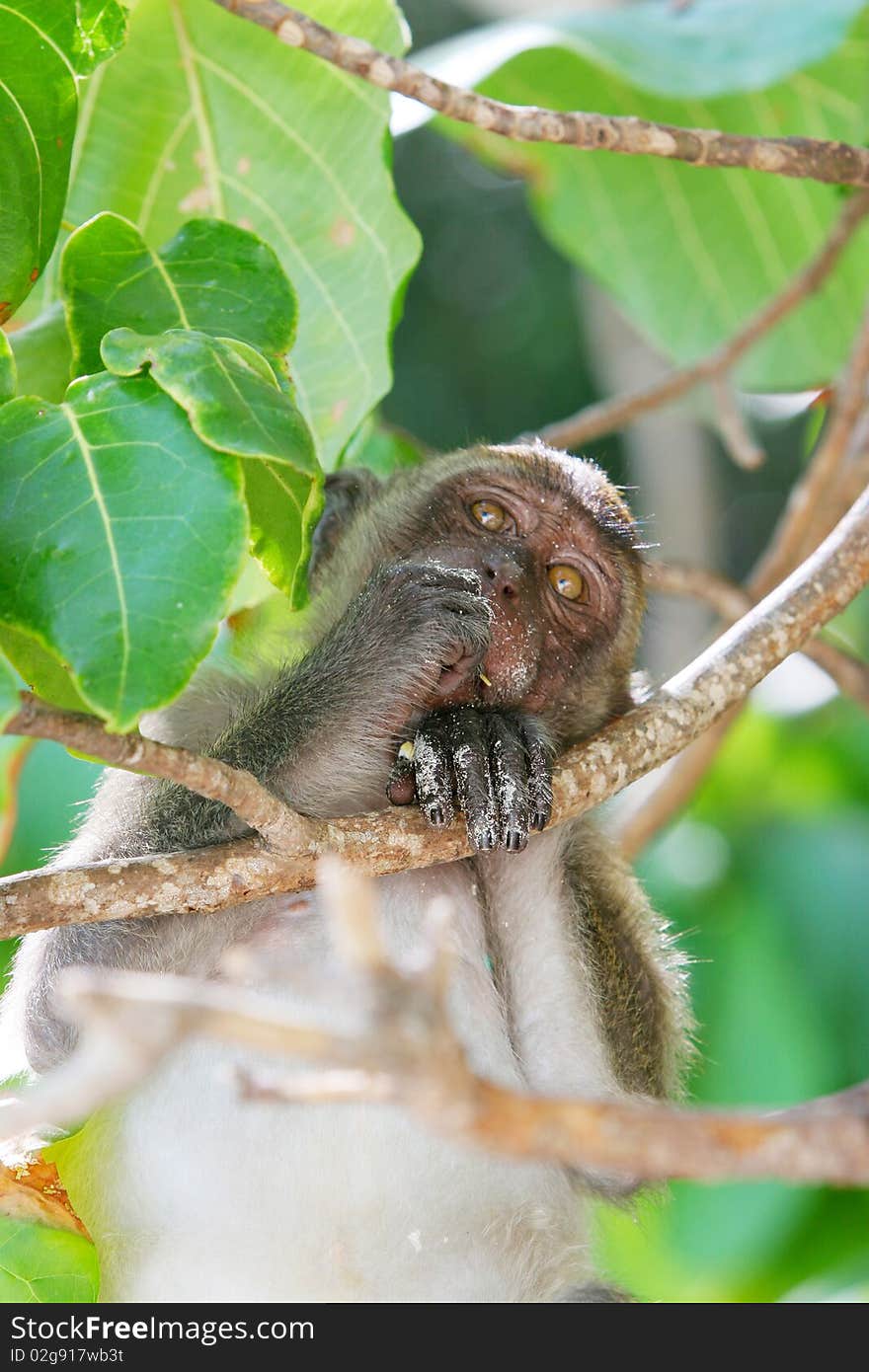 Monkey from Monkey Beach in Thailand