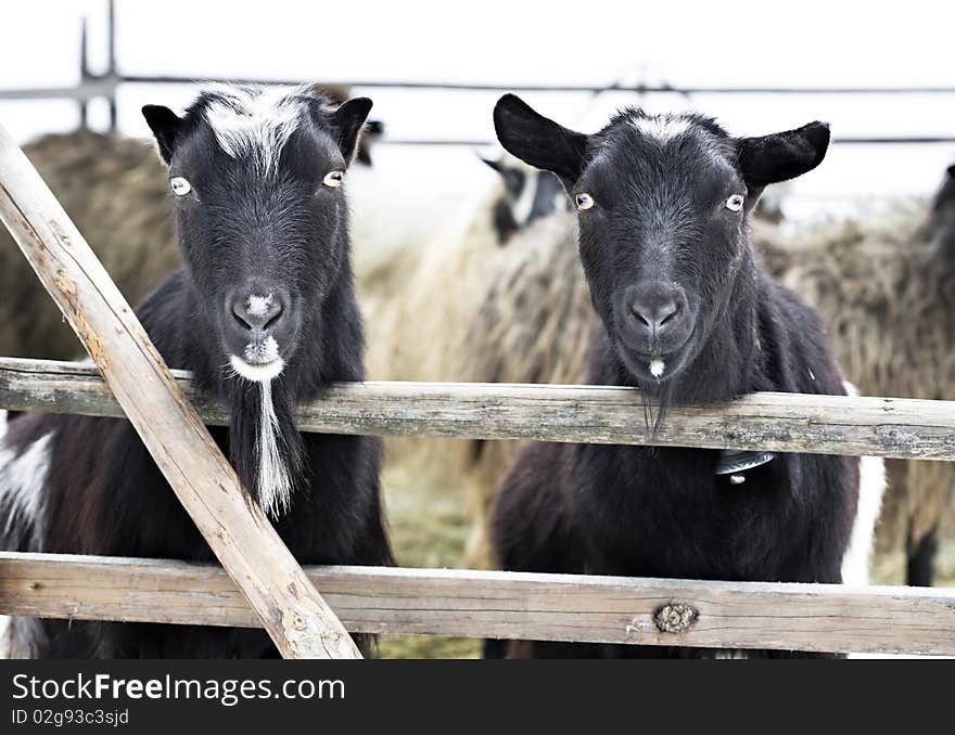 Two young goats standing in wooden stable and looking surprised to camera.focus on eyes. Two young goats standing in wooden stable and looking surprised to camera.focus on eyes.