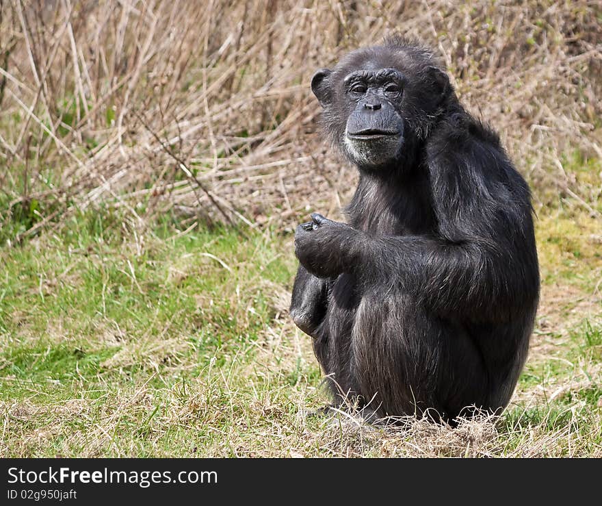 Chimpanzee sitting in the grass and looking at the camera. Chimpanzee sitting in the grass and looking at the camera