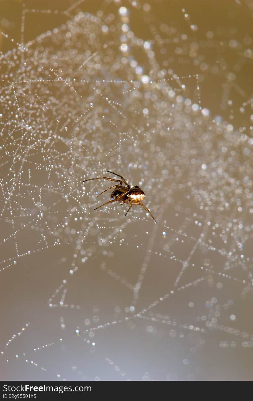 Spider Web with Water Drops