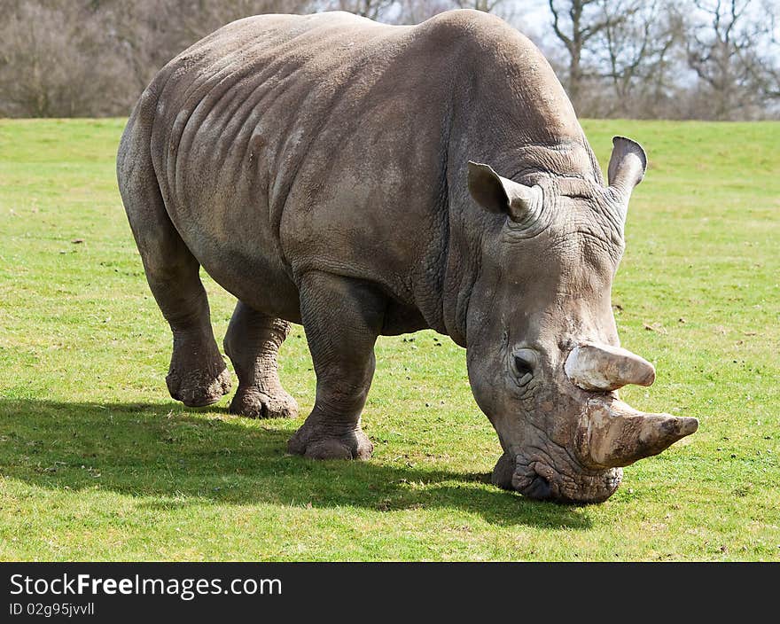 White Rhinoceros Grazing In A Green Field