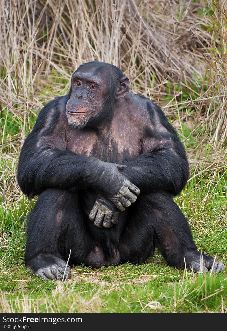 Chimpanzee sitting in a human position in the grass