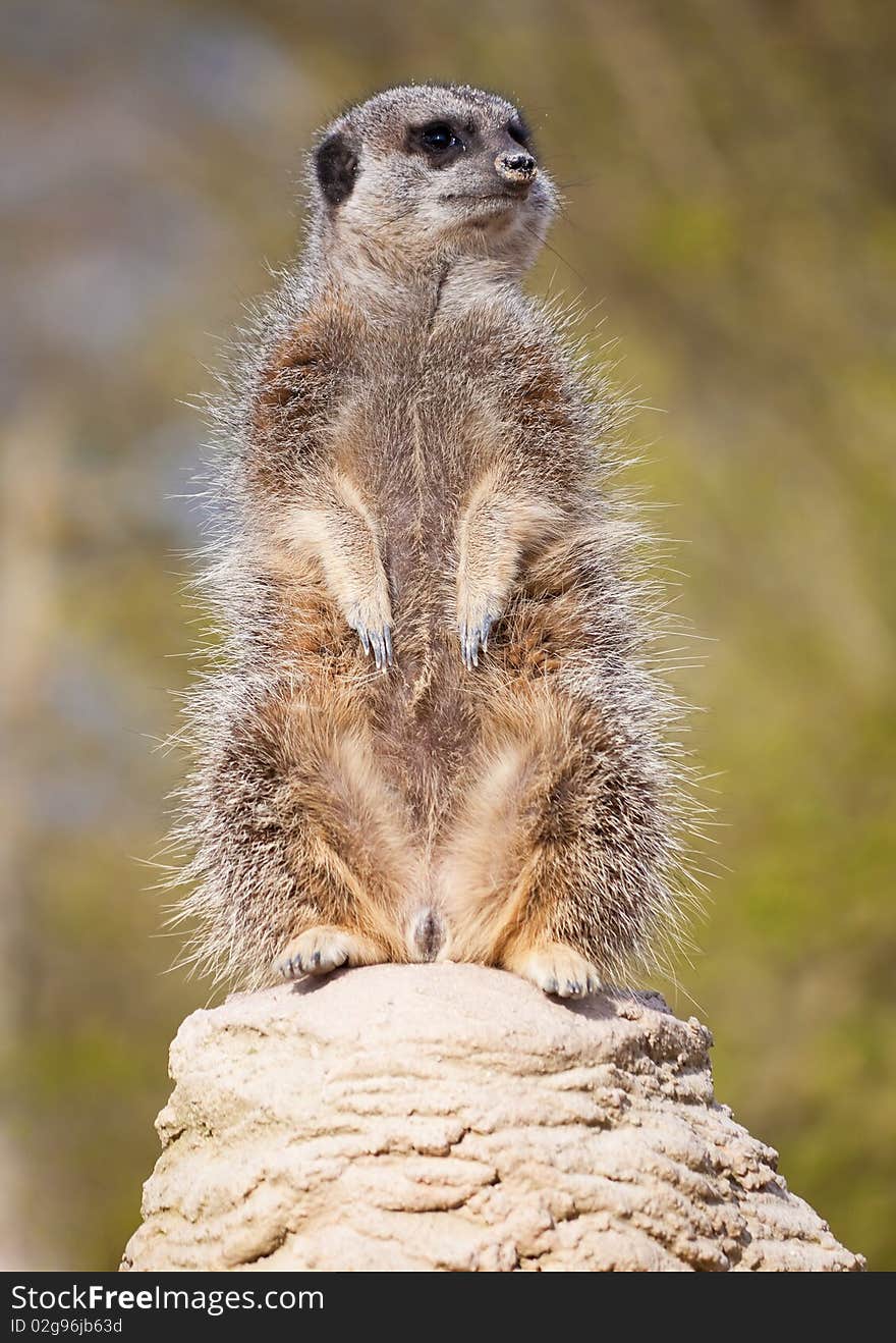 A vigilant meerkat on a rock looking out for predators with a blur background. A vigilant meerkat on a rock looking out for predators with a blur background