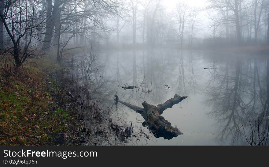 Mysterious forest at a pond