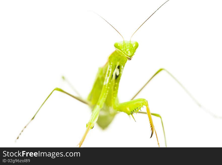 Big green insect on white background. Big green insect on white background