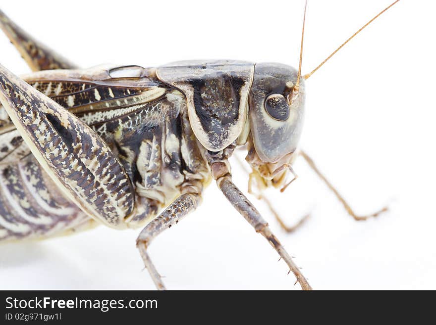 Grasshoper close-up