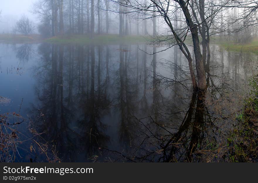 Mysterious forest at a pond