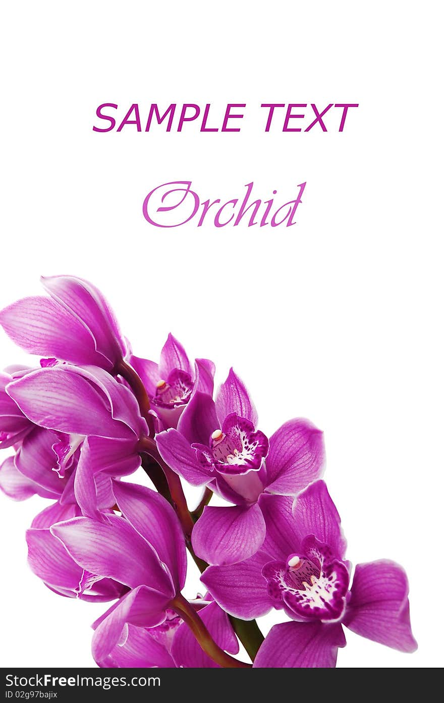 Beautiful branch of a fresh orchid close up