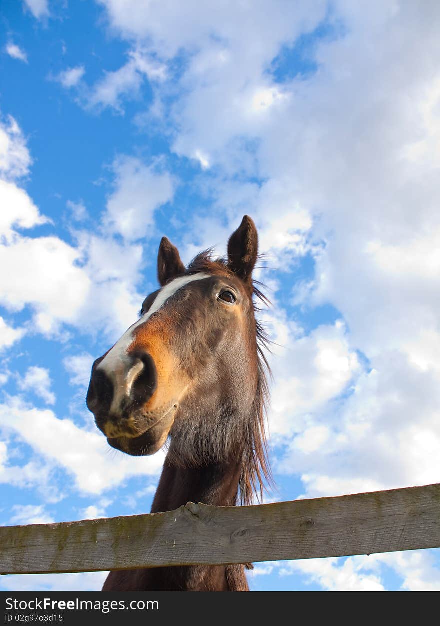 Horse head over a wooden fence. Horse head over a wooden fence