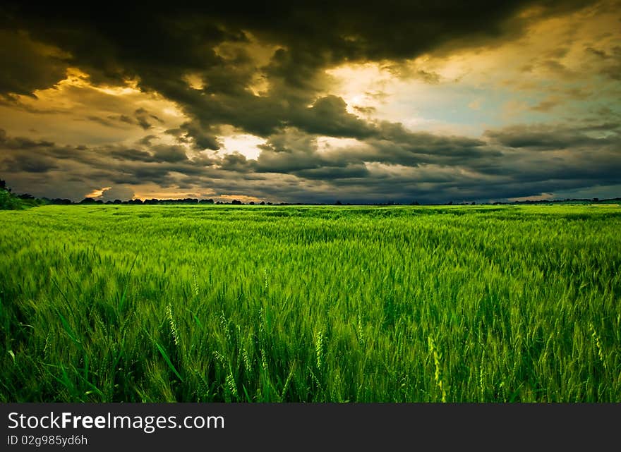 Wheat field