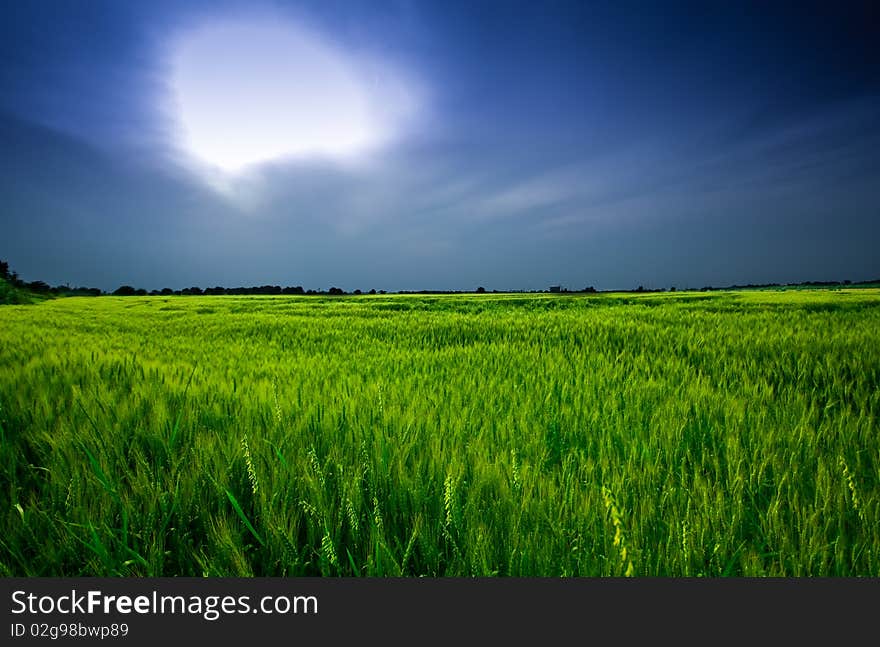 Green wheat field in summer