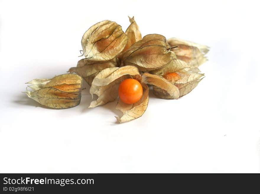 Physalis Isolated On White