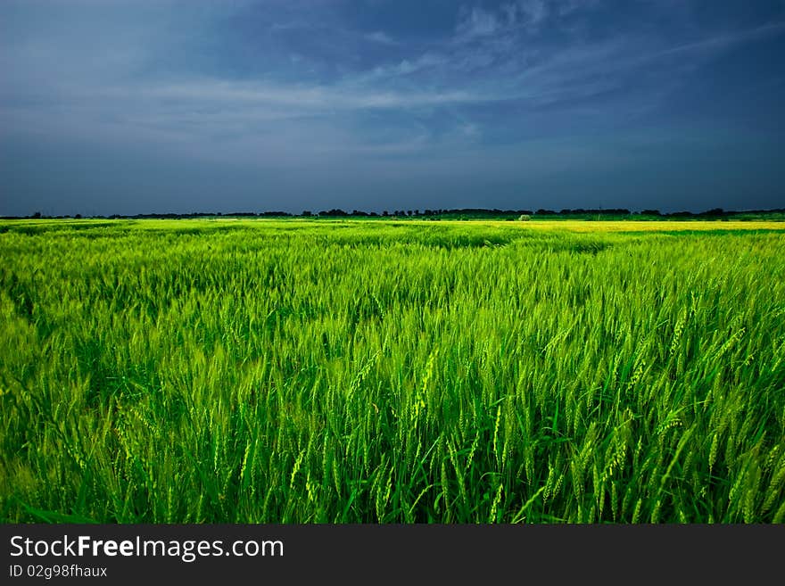 Wheat field