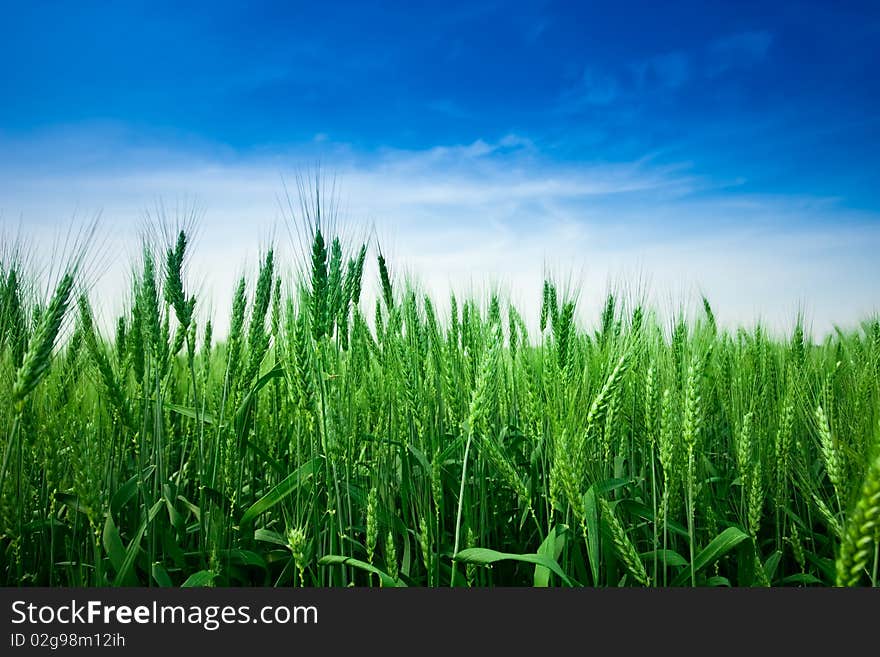 Wheat field