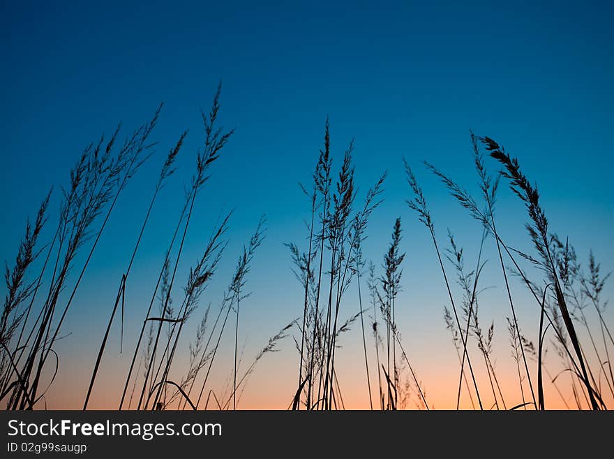 Detail Of Grass At Sunset