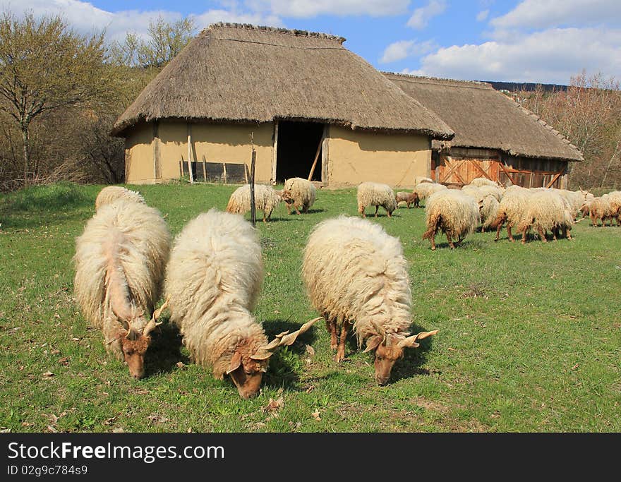 The sheep graze in front of the Stables.