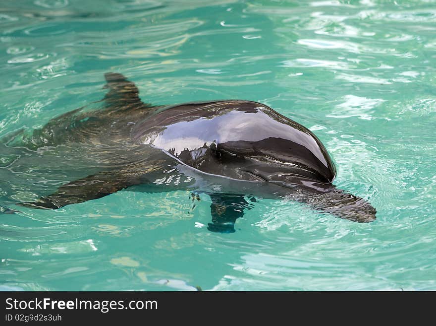 Dolphin sticks his head out of the blue water. Dolphin sticks his head out of the blue water