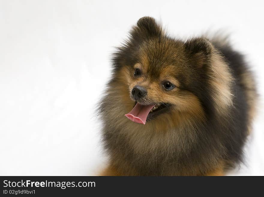 Red Spitz Dog With His Tongue Hanging Out