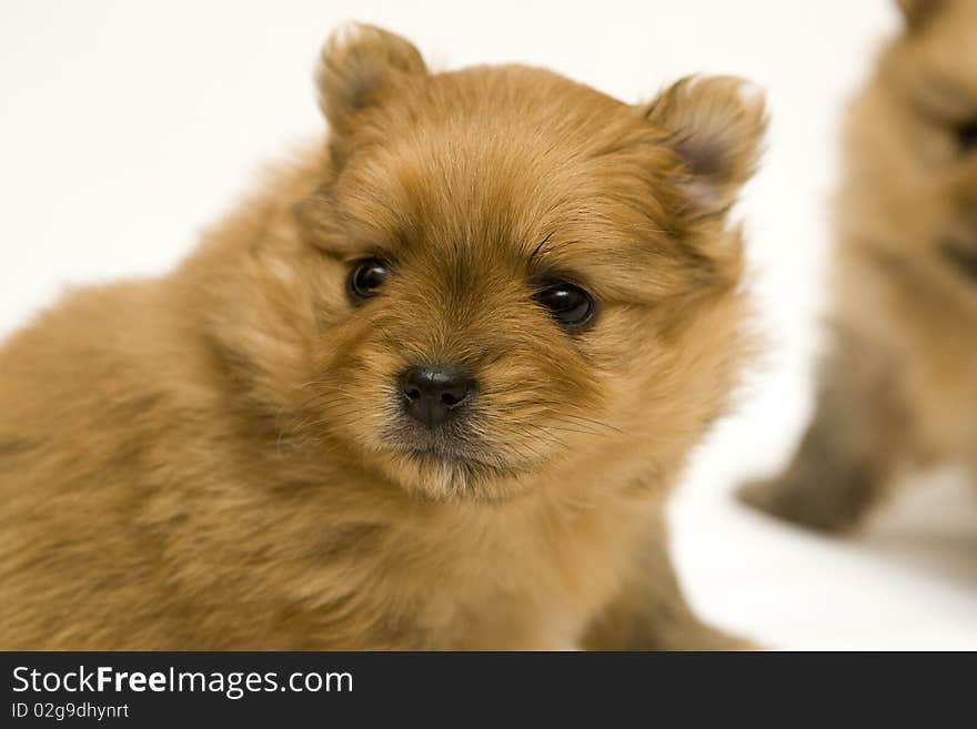 Small spitz dog over white. Small spitz dog over white