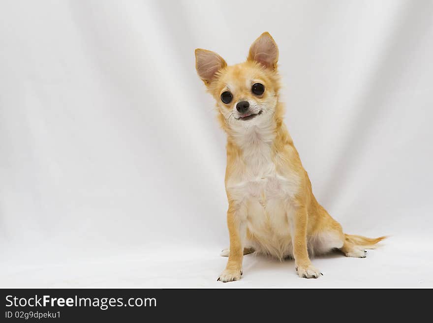 Red spitz dog with big eyes