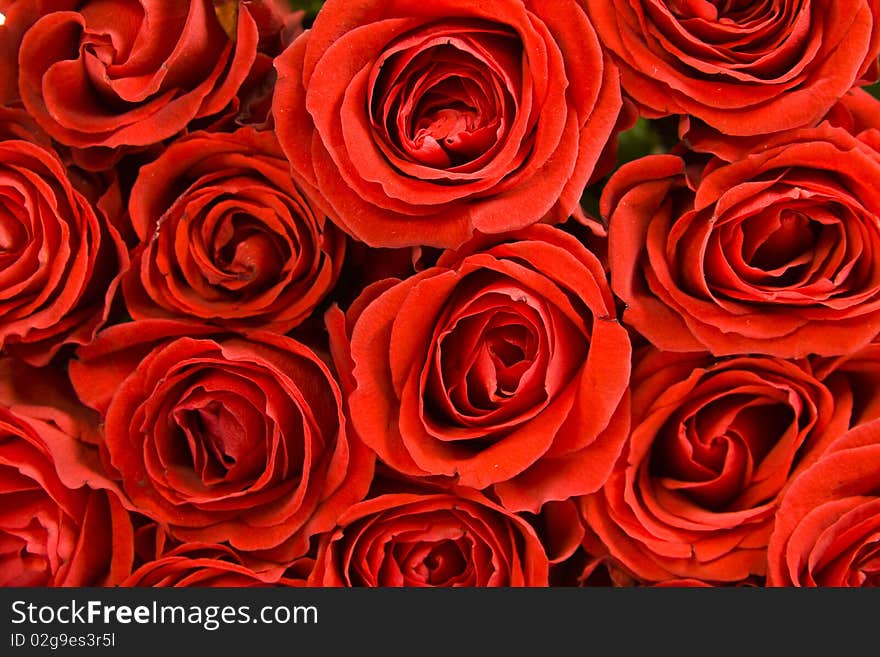 A closeup of bunch of red roses