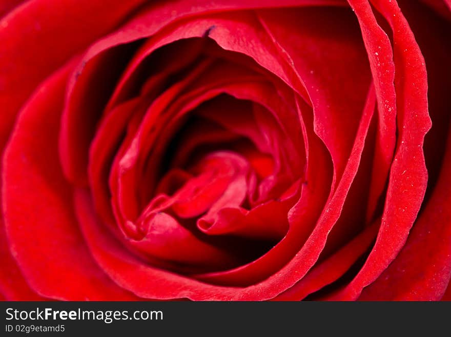 A closeup of bunch of red roses. A closeup of bunch of red roses