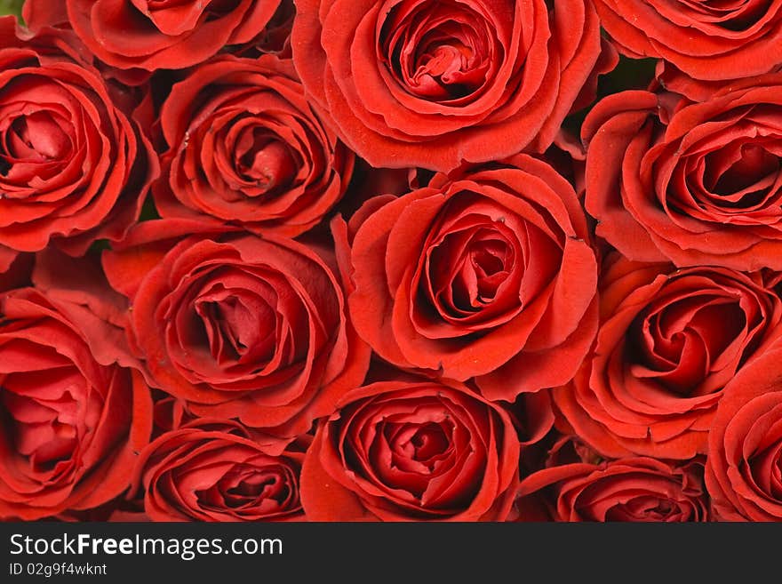 A closeup of bunch of red roses