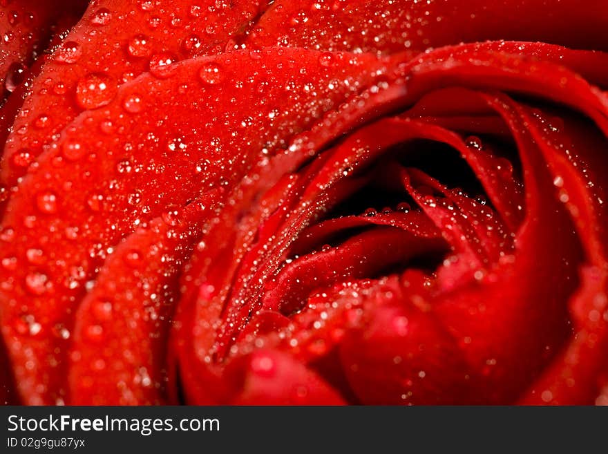 A closeup of bunch of red roses. A closeup of bunch of red roses