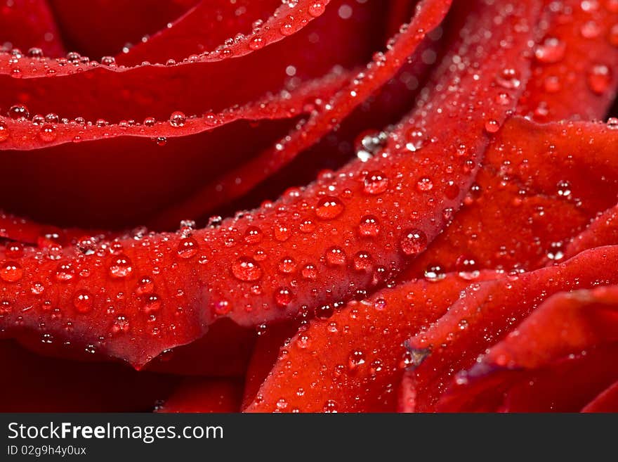 A closeup of bunch of red roses. A closeup of bunch of red roses