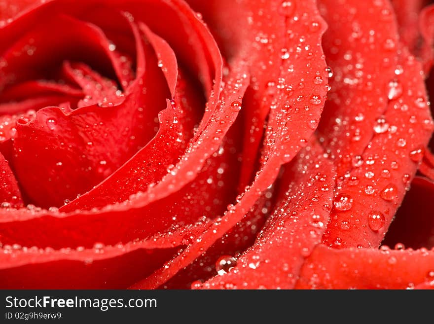 A closeup of bunch of red roses. A closeup of bunch of red roses