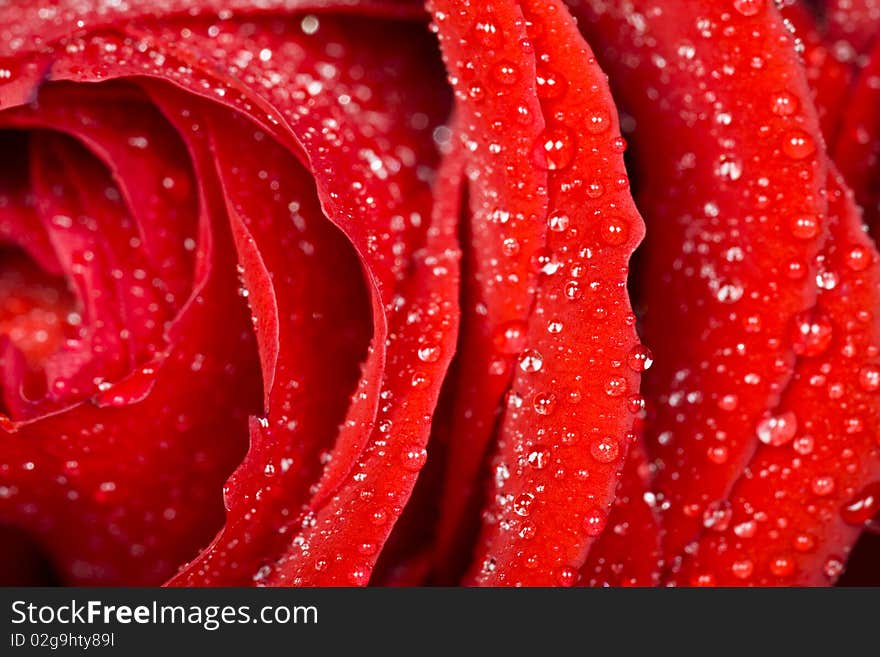 A closeup of bunch of red roses