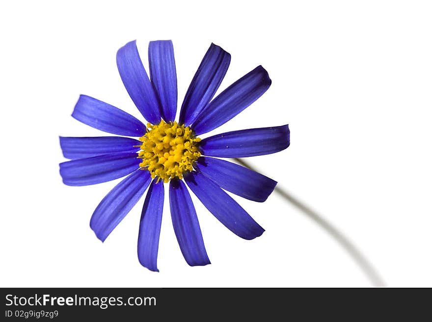 Violet Daisy In The Springtime,isolated On White