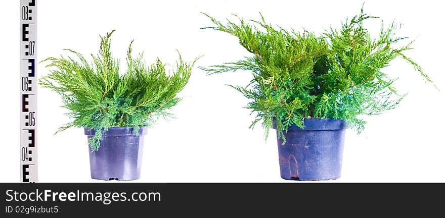 Two Junipers in a pot on a white background