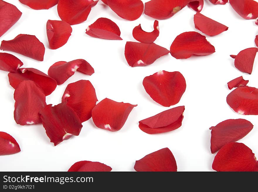 Red rose petals on the white background