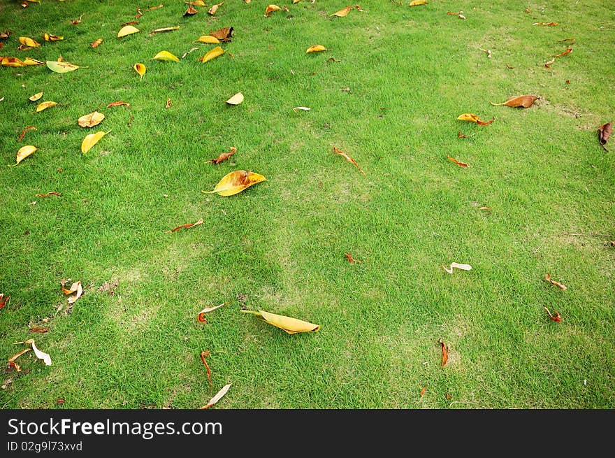 The falling leaves on lawn. The falling leaves on lawn