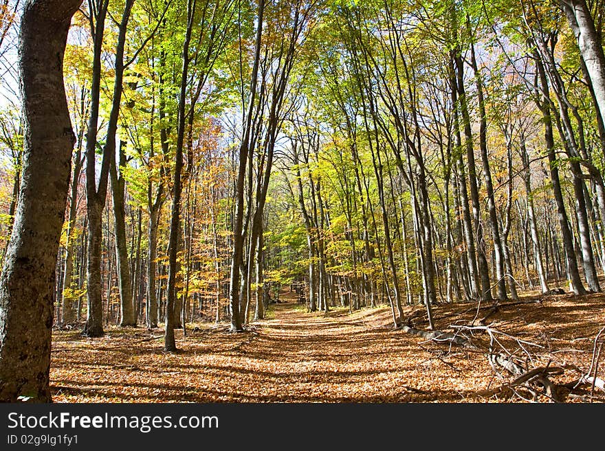 Beautiful and colorful spring forest